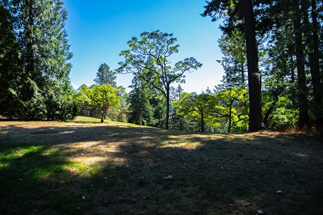 city park with trees